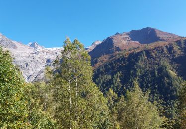 Randonnée Marche Chamonix-Mont-Blanc - 20231011 Montroc Le Tour - Photo