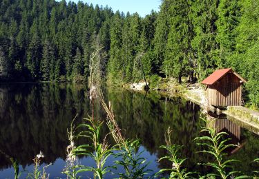 Tour Zu Fuß Bad Rippoldsau-Schapbach - Vor Seebach - Glaswaldsee - Photo