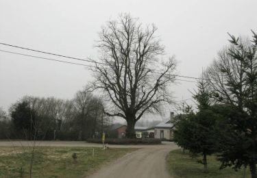 Excursión A pie Diest - Vallei van de drie beken Rode driehoek - Photo