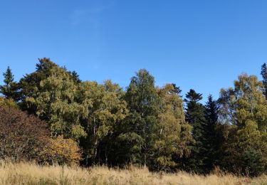 Tocht Mountainbike Guebwiller - judenhut - Photo