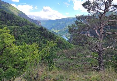 Tour Wandern Gorges du Tarn Causses - les vignes  - Photo