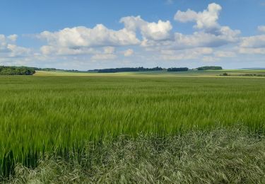 Trail Walking Magny-en-Vexin - Source de l Aubette Bis - Photo