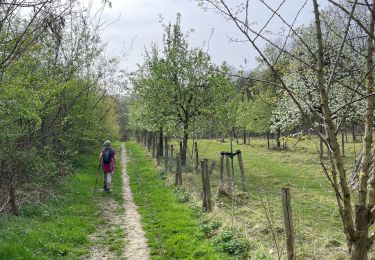 Trail Walking Lubbeek - Linden variante  - Photo