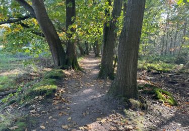 Trail Walking Loon op Zand - Loonse Park Roestelberg 22,8 km - Photo