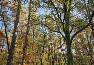 Randonnée Marche Maasmechelen - Opgrimbie - Nationaal Park Hoge Kempen  - Photo