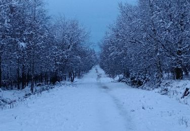 Trail Walking Spa - fagne de malchamp sous les premières neiges de 2025 - Photo