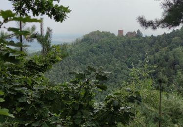 Tocht Mountainbike Obernai - Mont St Odile - Photo