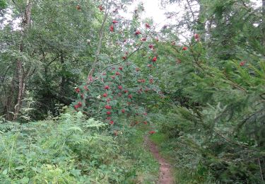 Tour Zu Fuß Ham-sur-Heure-Nalinnes - Promenade de Cour-sur-Heure - Photo