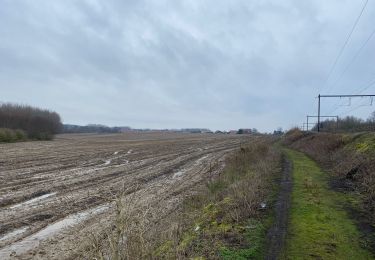 Tocht Stappen Brugelette - Brugelette , Chievre , Ladeuze, Tongre notre Dame , Chievre, Très, Brugelette - Photo