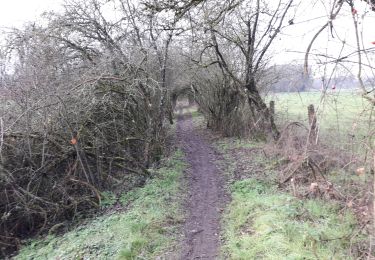 Trail Walking Philippeville - Omezee 301220 - Photo