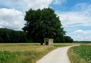 Randonnée A pied Gemeinde Lichtenwörth - Au-Runde (10 km, Wanderweg 2) - Photo