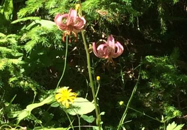 Trail Walking Lans-en-Vercors - Charande depuis les Aigaux - Photo