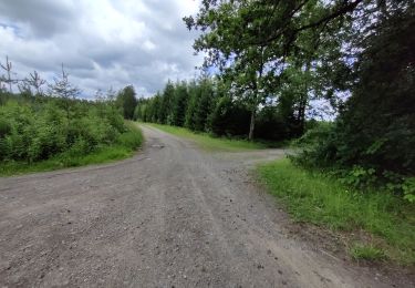 Tocht Stappen Ferrières - Du Bois de ville au Bois de Xhoris - Photo