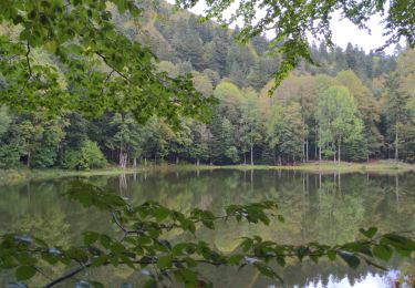 Trail Walking Plancher-les-Mines - PLANCHE DES BELLES FILLES - Photo