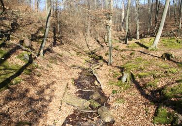 Randonnée A pied Rodenbach - Rodenbach - Rundwanderweg Fuchs - Photo