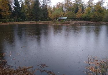 Randonnée Marche Ramonchamp - les etangs noirs - Photo