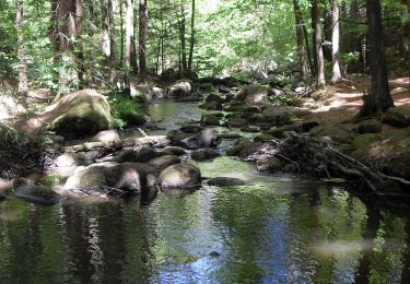 Randonnée A pied Rettenbach - Rundweg Hölle - Photo