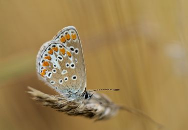 Tour Zu Fuß Anhée - Fermes du Plateau - Photo