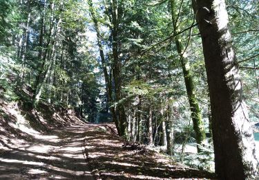 Tour Wandern Sickert - Sickert - Photo