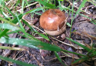 Tour Wandern Vauchassis - Bois de Maitre Jacques - Photo