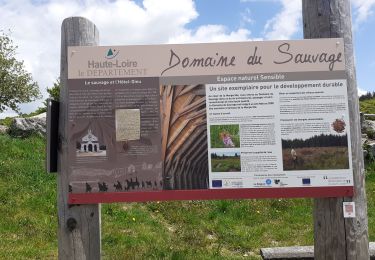 Tour Wandern Saugues - chanaleilles le sauvage - Photo