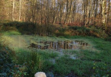 Tour Wandern Arques-la-Bataille - forêt d'arques  - Photo