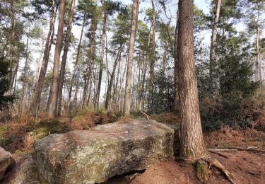 Percorso Marcia Marchin - Bois de Marchin - Photo