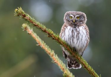 Tour Zu Fuß Rosenthal - [Z] Rožmitál pod Třemšínem - U Padrťských rybníků - Photo