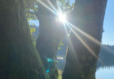 Trail Trail La Bresse - Lac de blanchemer - Photo