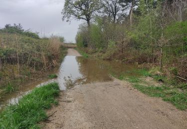 Tour Wandern Vélizy-Villacoublay - Les forêts de Meudon et Versailles  - Photo