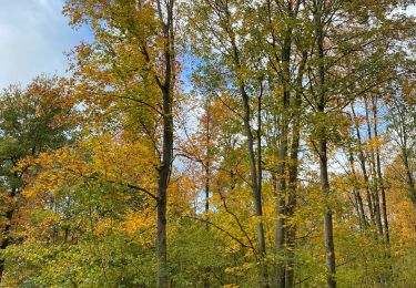 Trail Walking Gerpinnes - 100 pc forestier  - Photo