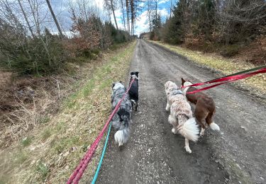 Trail Walking Neufchâteau - Balade canine 2025 - Photo