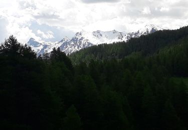 Excursión Senderismo Molines-en-Queyras - bûcher  - Photo