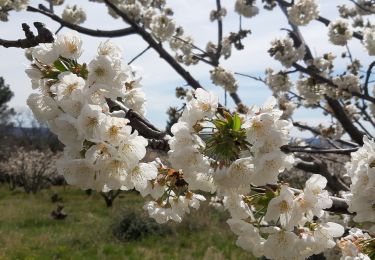 Trail Walking Mazan - Maean, Sentier des pierres seches  - Photo