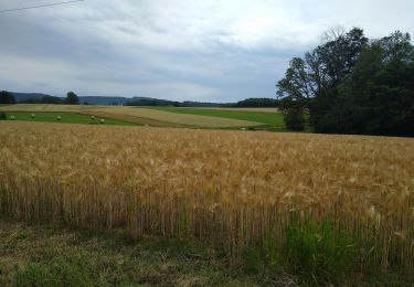 Tocht Stappen Les Voivres - étang L'allemand - Photo