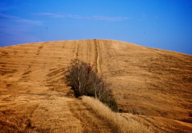 Trail On foot Volterra - Dolce campagna, antiche mura 22 - Photo