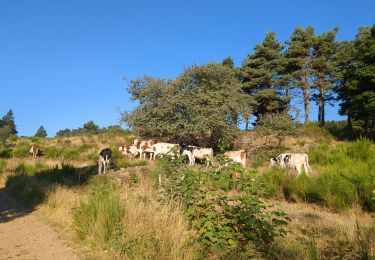 Tour Wandern Saint-Régis-du-Coin - Tourbiere - Photo