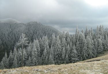 Trail On foot  - Semimaraton Ciucaș - Photo