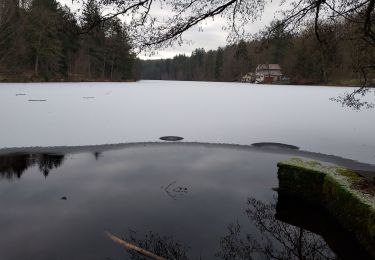 Randonnée Marche Bitche - Étang Hasselfurth 250112 - Photo