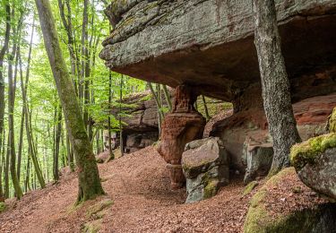 Percorso A piedi Dahn - Hohle Felsen-Tour - Photo