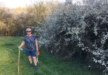 Trail Walking Limbourg - Bilstain Nez de Napoleon - Photo