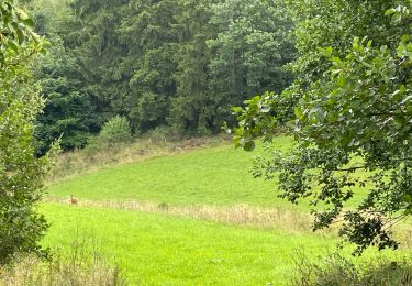 Trail Walking Amel - Herresbach - Photo
