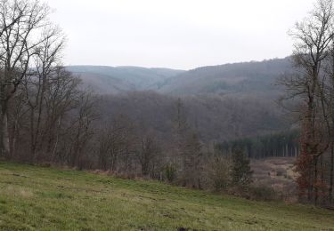 Trail Walking La Roche-en-Ardenne - Warempage 101220 - Photo