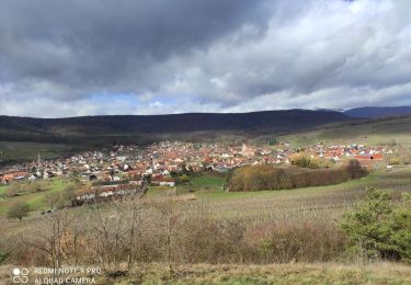 Percorso Marcia Westhalten - Westhalden - Photo