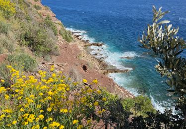 Excursión Senderismo Le Pradet - les oursini - Photo