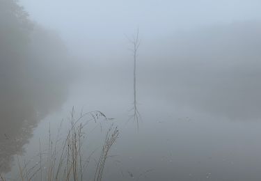 Trail Walking Saint-Mard-de-Vaux - Saint mars de vaux  le 28-10-2021 - Photo