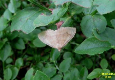 Randonnée A pied Sedloňov - [Z] Deštné (Národní dům) - Polomské sedlo - Photo