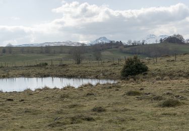 Trail Walking Dienne - Rando en boucle sur le plateau de la Pinatelle - Photo