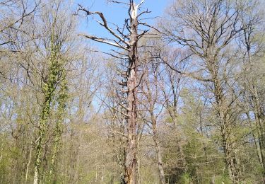 Tour Wandern Neupré - Plainevaux _Famelette  - Photo