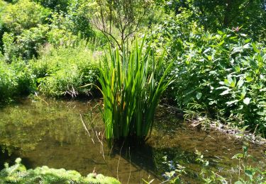 Tour Wandern La Roche-en-Ardenne - Les Promenades Berismenil 2 - Photo